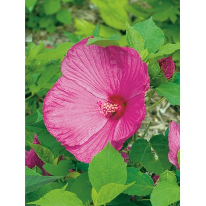 "Luna" kerti hibiszkusz rózsaszín kb. 30 - 40 cm cserép kb. 5 l Hibiscus