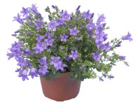 GROW by OBI GROW by OBI