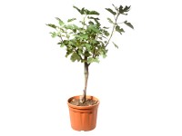Fügetörzs magasság kb. 125 cm - 150 cm cserépátmérő kb. 24 cm Ficus carica