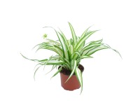 Ocean zöldike magasság kb. 10 cm cserépát. kb. 5,5 cm Chlorophytum Comosum