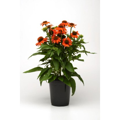 GROW by OBI bíbor kúpvirág magasság kb. 32 cm Echinacea purpurea Sombrero