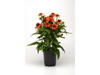 GROW by OBI bíbor kúpvirág magasság kb. 32 cm Echinacea purpurea Sombrero