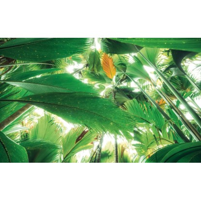 Vlies fotótapéta Dschungeldach II 450 cm x 280 cm