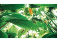Vlies fotótapéta Dschungeldach II 450 cm x 280 cm Vlies fotótapéta Dschungeldach II 450 cm x 280 cm