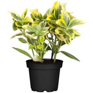 Rózsalonc (Weigela) t.b.t. fekete cserépben, sárga-zöld levelekkel.