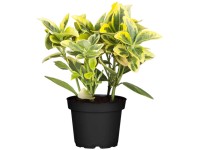 OBI kúszó kecskerágó OBI kúszó kecskerágó