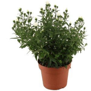 Aster Snow White 14 cm-es cserépben, bokros krizantém fehér virágokkal.