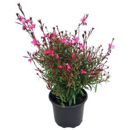 Évelő díszgyertya (Gaura lindheimeri)