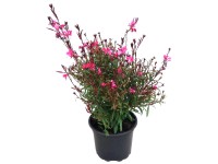 Évelő díszgyertya (Gaura lindheimeri)