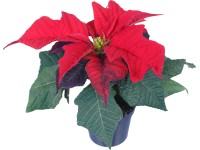 Mini mikulásvirág piros cserépátmérő: kb. 6 cm Euphorbia pulcherrima