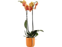 Lepkeorchidea 
