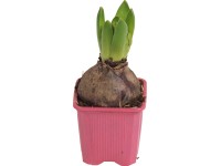 Jácint rózsaszín cserépátmérő: kb. 7 cm Hyacinthus