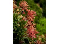 OBI japán babérhanga OBI japán babérhanga