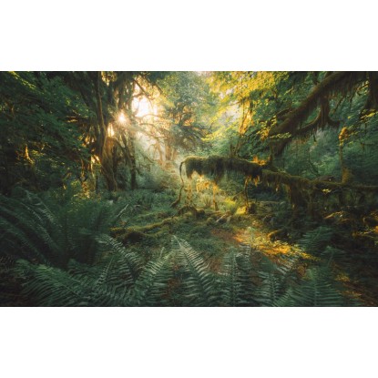 Komar Hall of Mosses fátyoltapéta 400 cm x 250 cm