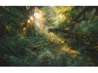 Komar Hall of Mosses fátyoltapéta 400 cm x 250 cm