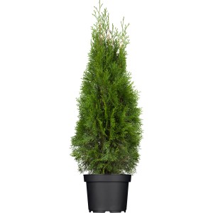 Smaragd tuja cserépben, kb. 60-80 cm magas, ideális sövénynövénynek.