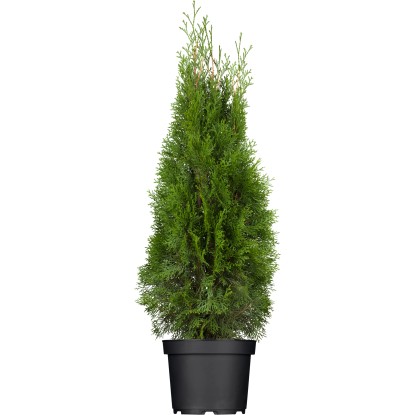 OBI életfa "Smaragd" magassága kb. 60-80 cm cserepe kb. 5 l Thuja