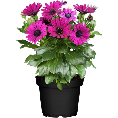 GROW by OBI cseppecskevirág cserép átmérője kb. 13 cm Osteospermum ecklonis