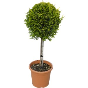 Arany Leyland ciprus 'Gold Rider' cserépben, kb. 60 cm magas. Örökzöld fa kertbe és teraszra.