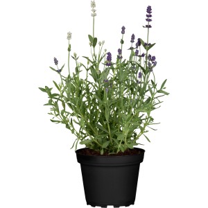 GROW by OBI Levendula Duo Blue White cserépben, kb. 10-20 cm magas.