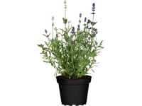 GROW by OBI levendula 