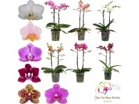 Lepkeorchidea válogatás kb. 40-55 cm Phalaenopsis