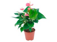 Flamingóvirág rózsaszín cserépátmérő: kb. 14 cm Flamingóvirág rózsaszín cserépátmérő: kb. 14 cm