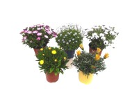 Ágyásnövények bokor válogatás cserépátmérő kb. 18 cm Ágyásnövények bokor válogatás cserépátmérő kb. 18 cm