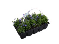 Lobelia 10 pack