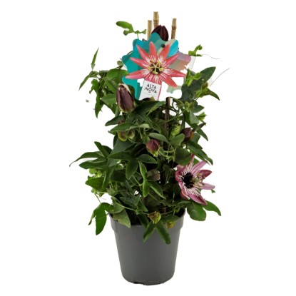 Golgotavirág "Piramis" többféle színben cserép kb. 12 cm Passiflora Hybride