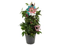 Golgotavirág Golgotavirág