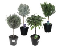 Fűszerkeverék válogatás magasság kb. 20 cm - 40 cm cserépátmérő kb. 18 cm Fűszerkeverék válogatás magasság kb. 20 cm - 40 cm cserépátmérő kb. 18 cm