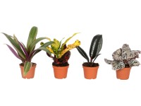 Mini zöldnövény válogatás magasság kb. 10 cm - 15 cm cserépátmérő kb. 6 cm Mini zöldnövény válogatás magasság kb. 10 cm - 15 cm cserépátmérő kb. 6 cm