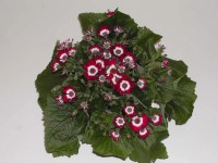 Cinerária (Pericallis hybrida) 14 cm