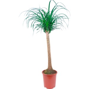 Elefántláb növény, kb. 110 cm magas, 27 cm-es cserépben. Szobanövény hosszú törzzsel és zöld levelekkel.
