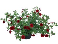 Dúsvirágú petúnia (Calibrachoa)