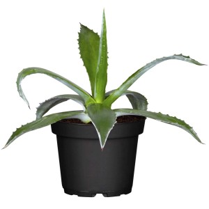 Agave cserépben (kb. 17 cm Ø), zöld levelek tüskékkel, dézsás növényként alkalmas.