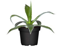 Agávé (Agave americana) Agávé (Agave americana)