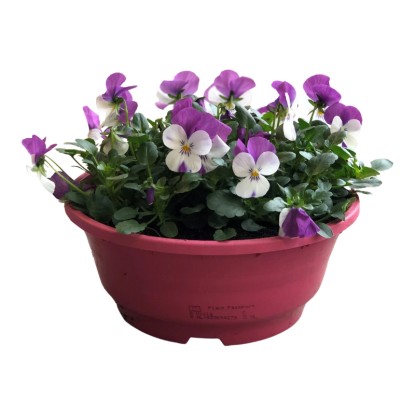 Szarvacskás árvácska cserépben lila-fehér virágokkal, kb. 25 cm magas, erkélyre és teraszra.