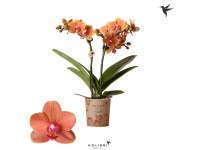 GROW by OBI Lepkeorchidea narancssárga magasság kb. 35 cm+ cs.átm. kb. 9 cm
