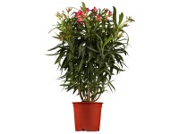 OBI leander piros cserépátmérő: kb. 30 cm Nerium