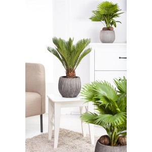 GROW by OBI cikászpálma (Cycas Revoluta), kb. 45 cm magas, cserépben. Szobanövény zöld levelekkel.