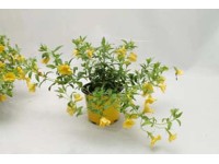 Calibrachoa sárga 10,5 cm Calibrachoa sárga 10,5 cm