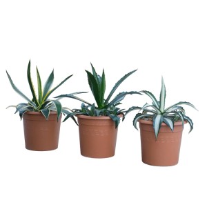 Három cserépben lévő amerikai agávé (Agave americana) különböző levélmintázattal. Konténeres növények napos helyekre.