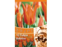 Ballerina tulipán Ballerina tulipán