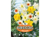 Nárcisz 