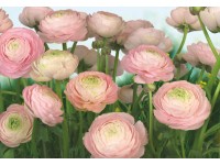 Komar fotótapéta Gentle Rose 368 cm x 254 cm FSC Komar fotótapéta Gentle Rose 368 cm x 254 cm FSC