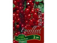 Gyökércsomagolt ribiszke piros bogyós gyümölcsű növény