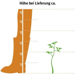 Illusztráció: GROW by OBI Hamisciprus Snow White, kb. 20-30 cm magas szállításkor.