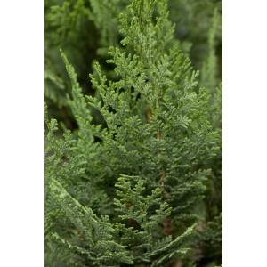 Közeli kép egy kék Columnaris hamisciprusról cserépben, kb. 30-40 cm magas.